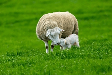 Sheep Gene Editing