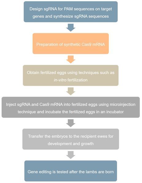 Sheep Gene Editing