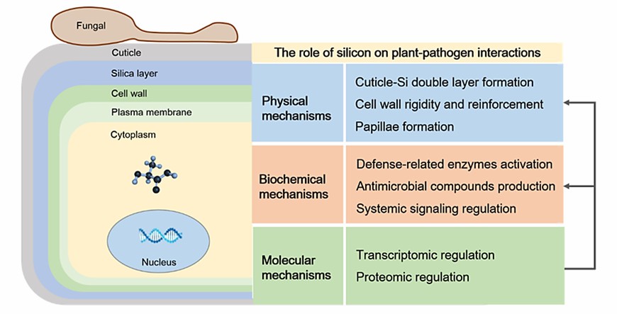Fig. 1 The role of silicon (Si) on plant-pathogen interactions (Frew et al., 2018).