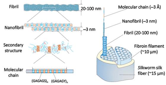 The hierarchical structure of silk.