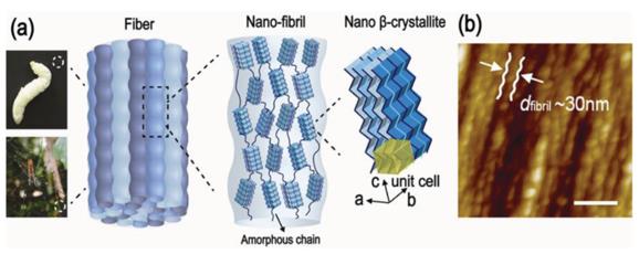 The hierarchical structure of Bombyxmori silkworm and Nephilapilipes spider dragline silk fibers.