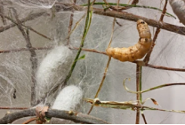 Silkworms Spitting Spider Silk Development