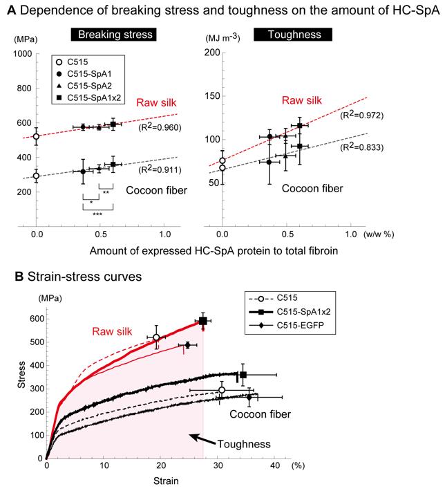 Fracture stress and strain-stress curves of spider silk spit by silkworms.