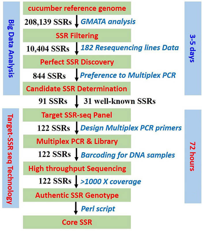 Schematic workflow of perfect SSR selection, Multiplexed PCR design, high-throughput sequencing, and authentic SSR genotype.