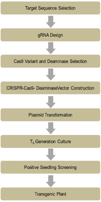 Single Base Editing with CRISPR in Plant Genetic Modification