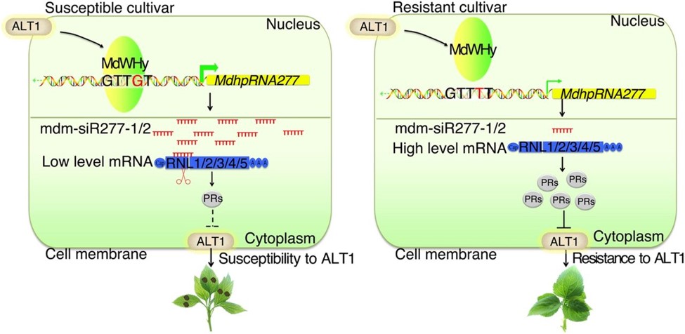 Model for the Role of SNPs in pMdhpRNA277 in Regulating A.