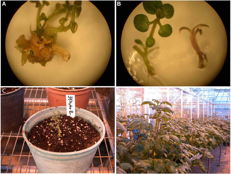 Solanum tuberosum L. Transformation