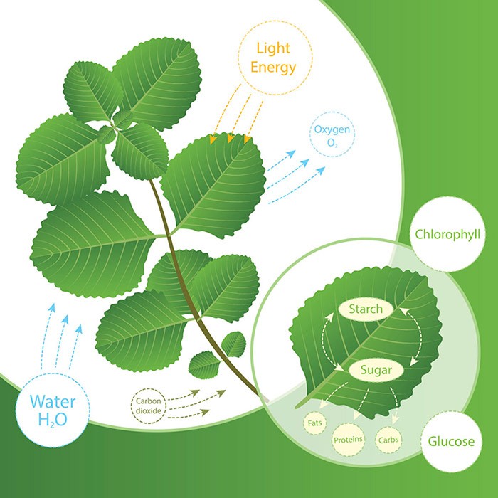 starch in plants