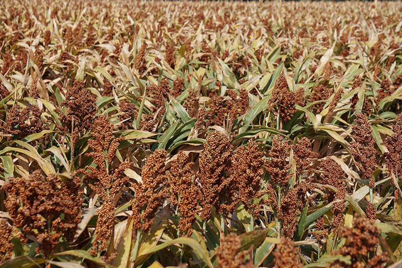 Sorghum bicolor L.