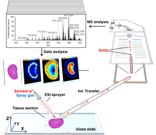 Schematic diagram of spatial metabolomics technology