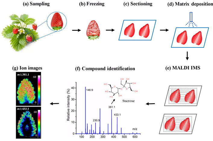 Spatially resolved metabolomics analytical workflow of strawberries