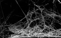 Spider Silk Fiber Development