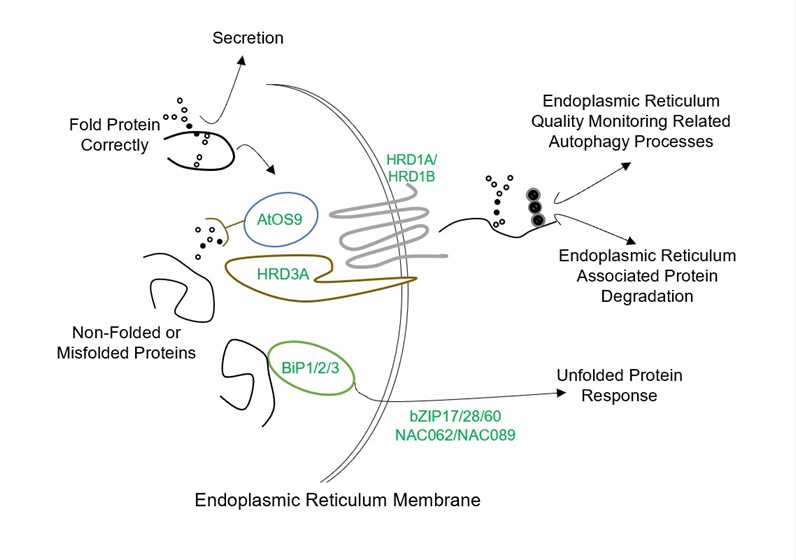 Endoplasmic reticulum quality control system in plants.