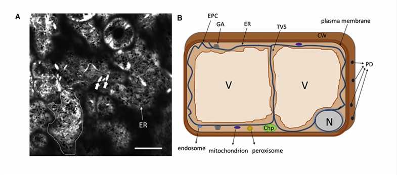 The plant ER network forms a reticular structure in the cell cortex.