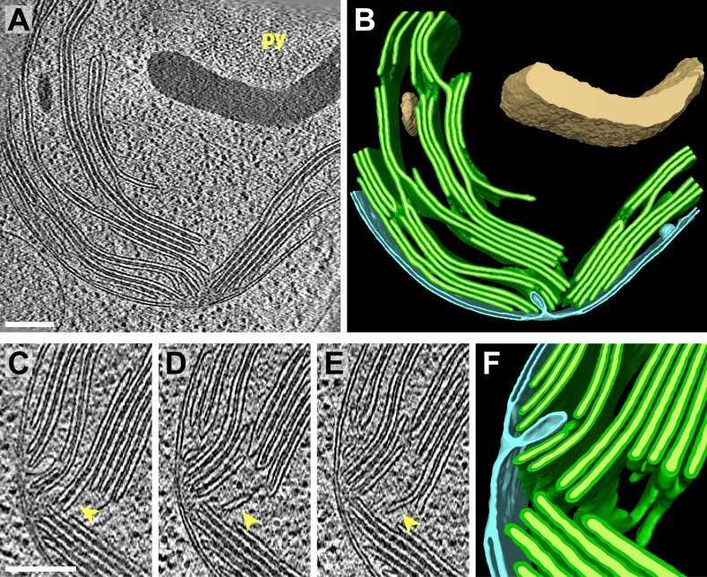 Figure 1. Structure of chloroplasts of Chlamydomonas reinhardtii as revealed by in situ cryo-electron tomography.