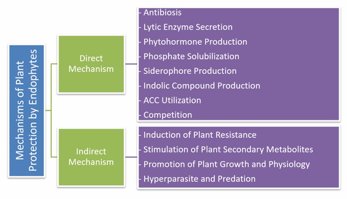 Fig. 1 Mechanisms employed by endophytes for plant protection (Fadiji and Babalola, 2020).