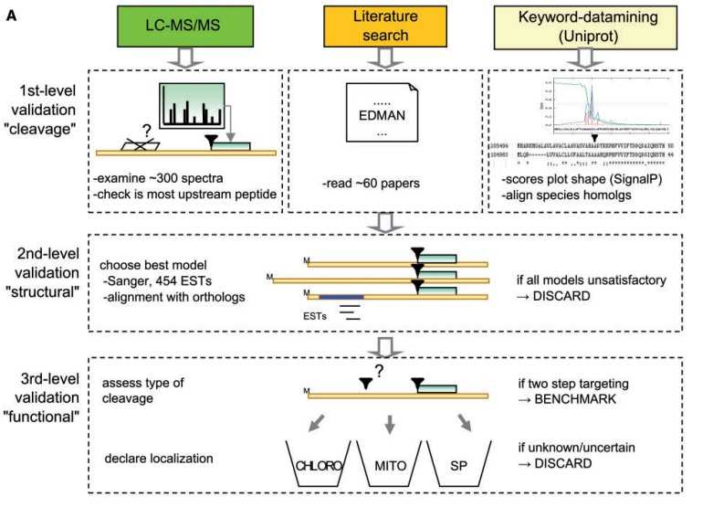 Workflow for collecting green algae proteins with a known targeting cleavage site.