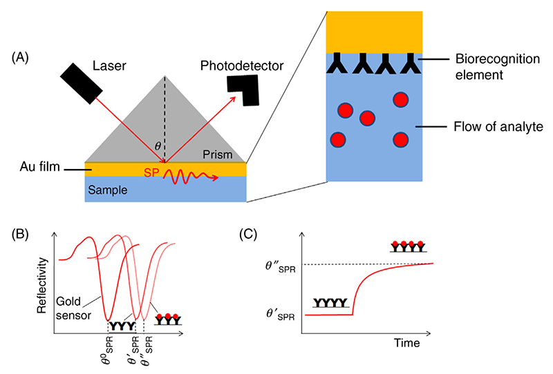 Figure 1. Schematic representation of the SPR  principle (Celina M. Miyazaki 2017) (A)  Experimental set up of a standard SPR assay. (B) The reflective curve shifts  after binding of “bait” proteins. (C) A diagram showing the real-time  monitoring of the protein-protein interaction event. 