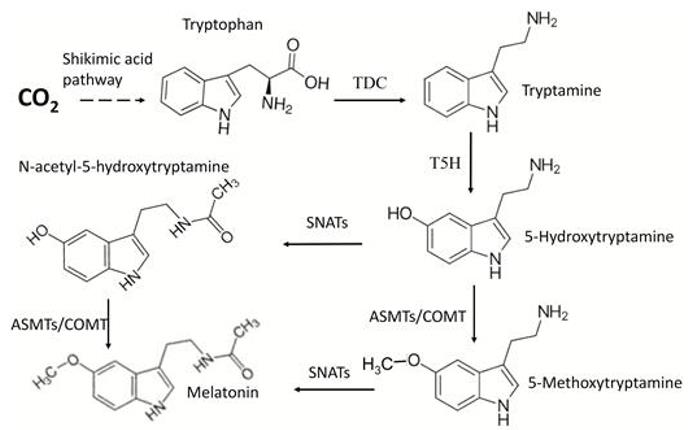 Fig. 1 Melatonin biosynthetic pathways in plants (Tan and Reiter, 2020).