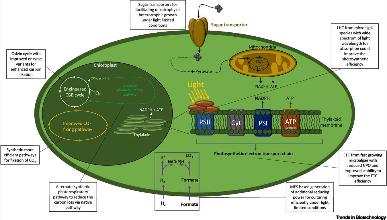 Various synthetic biology approaches can be implemented in microalgae to improve biomass or metabolite productivity.