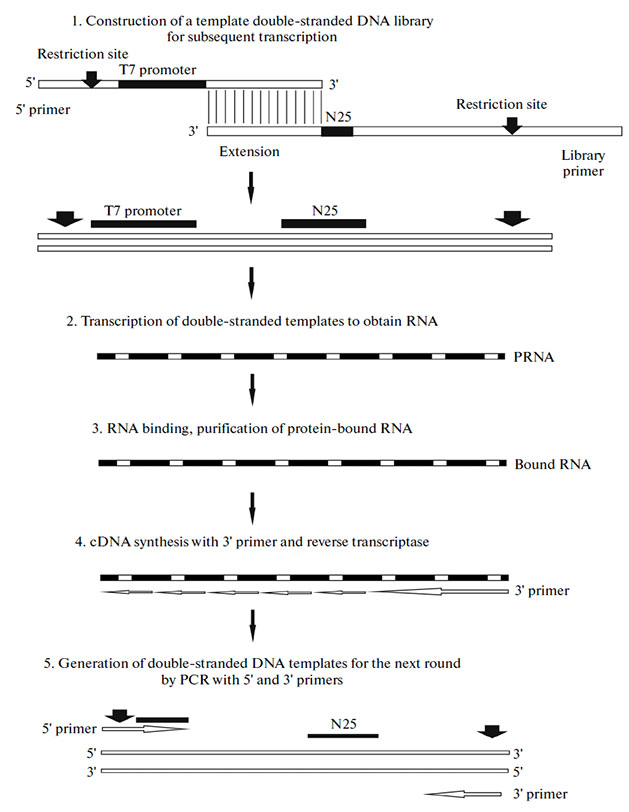 Systematic-evolution-of-ligands-by-exponential-enrichment