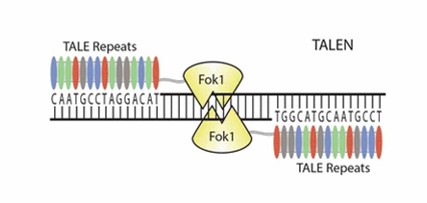 Fig. 1 A TALEN is composed of two monomers, with each containing a TALE DNA binding domain and a FokI nuclease domain (Malzahn et al., 2017).
