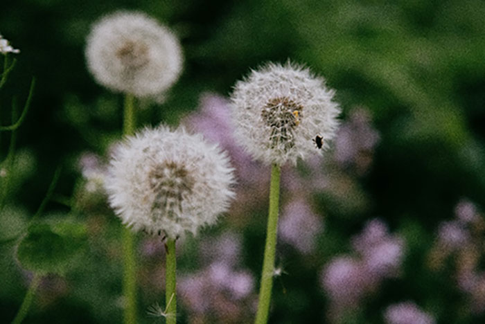 Taraxacum kok-saghyz  Rodin