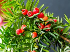 Taxus baccata L. Breeding