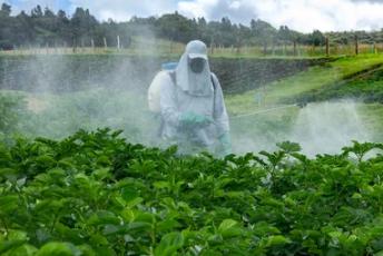 Tea Pesticide Residue Testing