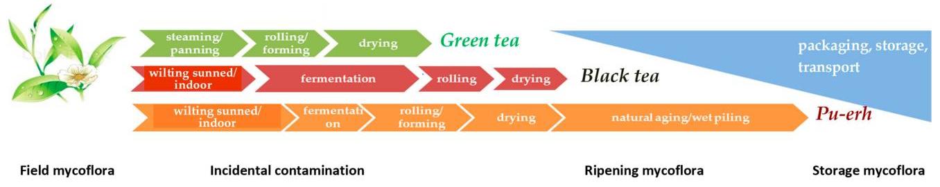 Fig.1. The common types of tea processing stages and associated mycoflora.