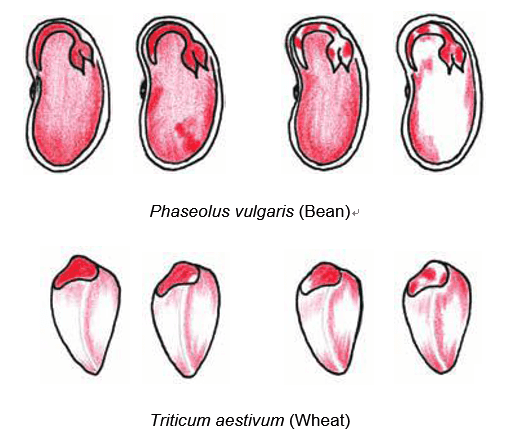 Figure 2. Examples  of TZ testing for seed viability test (Elias et  al., 2012). (Left two: viable seeds; Right two: non-viable seeds)