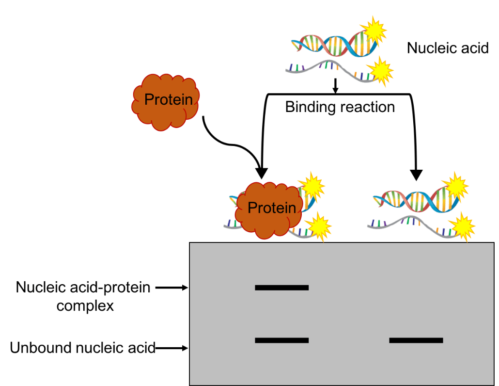 RNA Mobility Shift Assay (RNA EMSA)