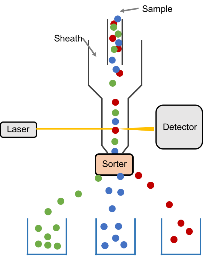 The Flow Cytometry Analysis in Plants