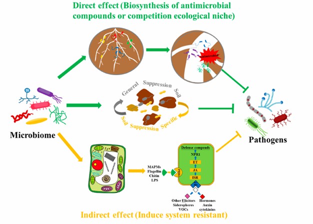 Fig. 1 Illustration of the different ways in which the microbiome enhances plant resistance to diseases (Qu et al., 2020).