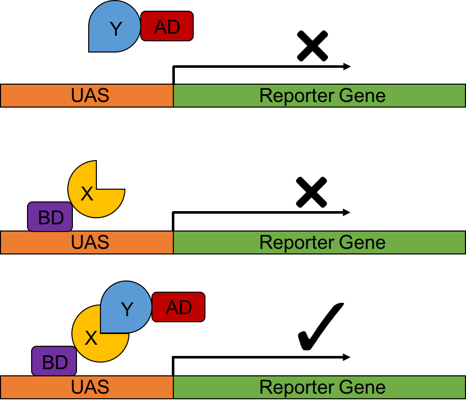Figure 1. A schematic cartoon of a classical yeast two  hybrid system.