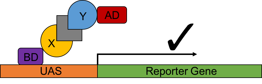 Figure 3. A schematic  cartoon of the yeast three hybrid system.