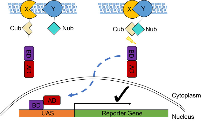 Figure 4. A schematic  cartoon of the split-ubiquitin Y2H system.