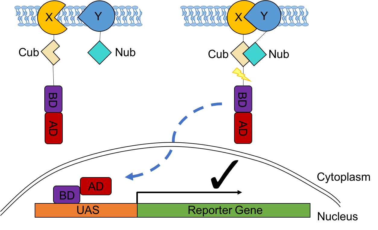 Figure 4. A schematic  cartoon of the split-ubiquitin Y2H system.