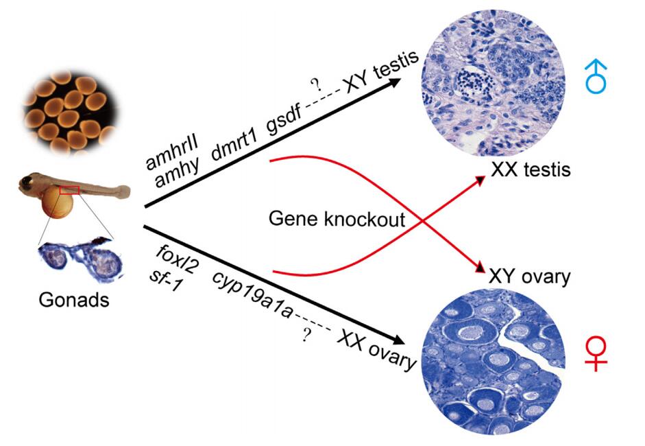 Genes identified in tilapia sex determination pathway.