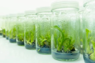 Tissue Culture in Forestry