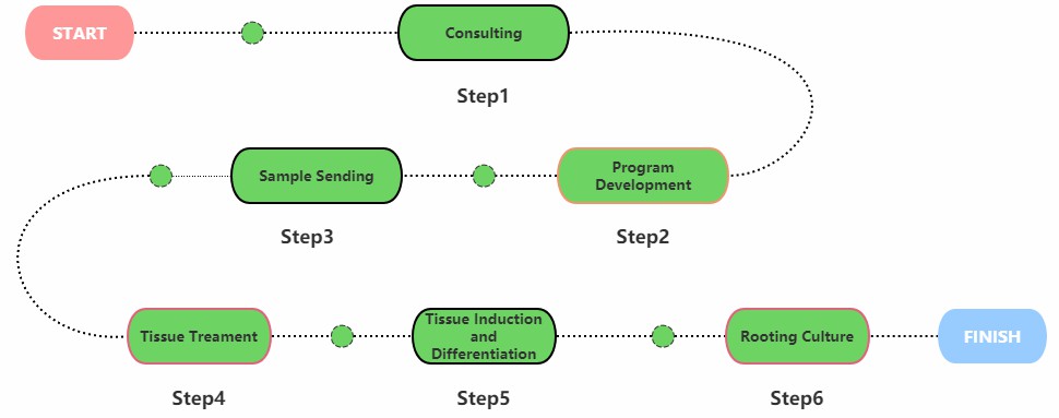 Service Flow Chart of Tissue Culture in Forestry - Lifeasible.