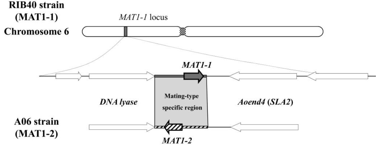 Figure 1. Schematic arrangements of the MAT loci in A. oryzae strains RIB40 and AO6.