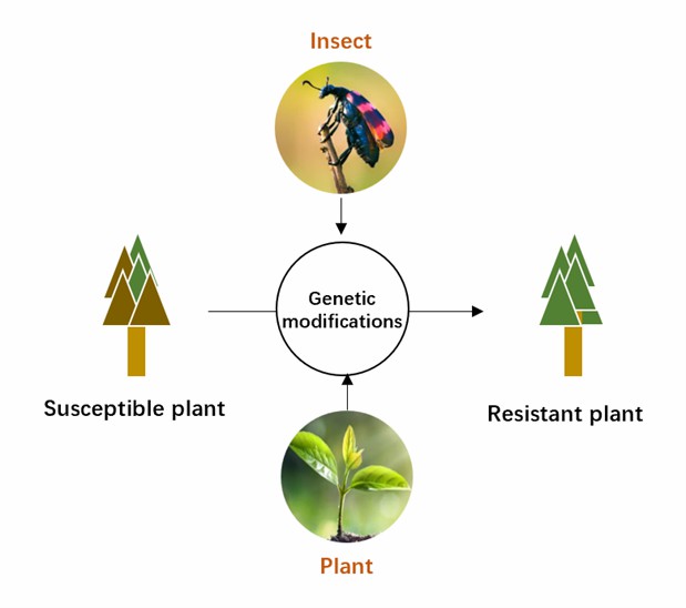 Transgenic strategy for resistance to plant nematodes.