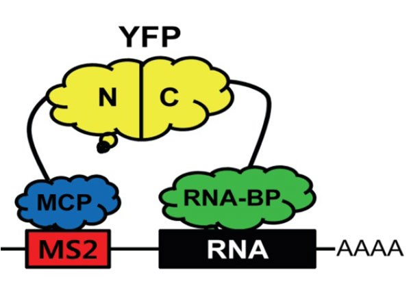 Figure 1. Illustration  of the TriFC system for RNA-protein interaction (Seo and Chua, 2017)