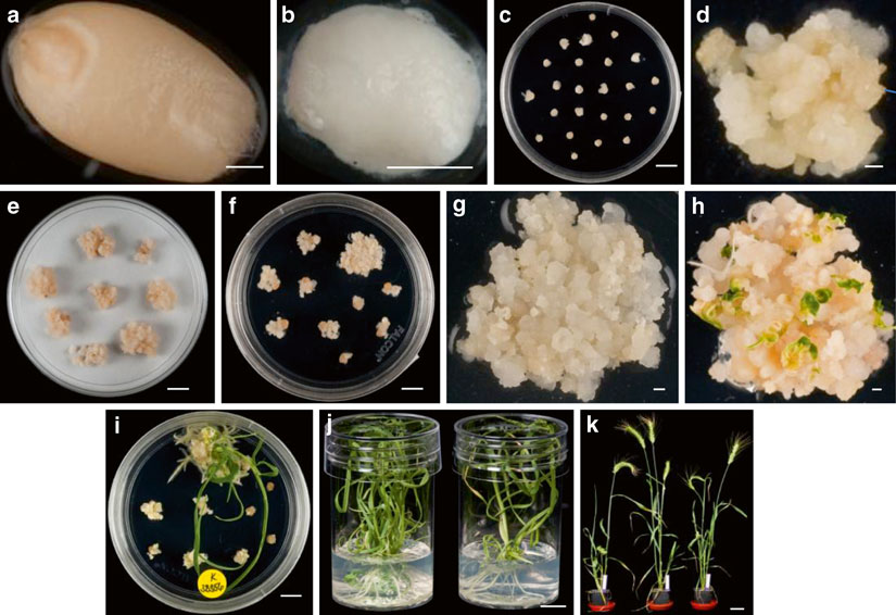 Wheat (Triticum aestivum L.) transformation using mature embryos.jpg