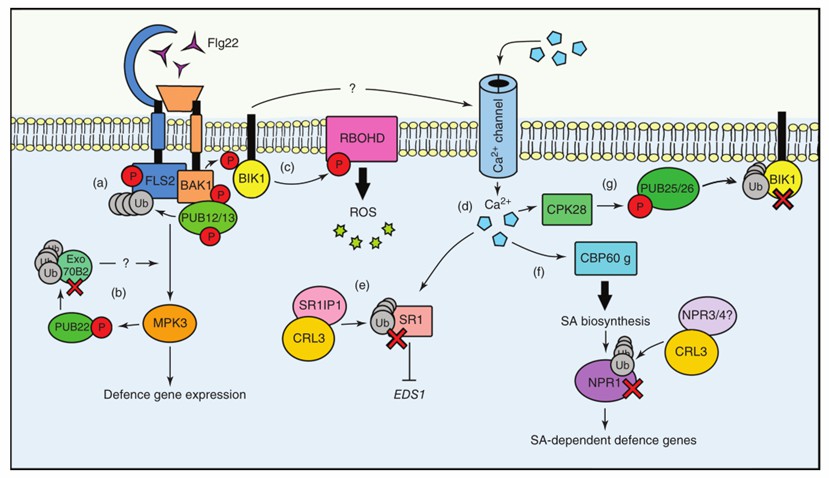 Fig. 1 The roles of the ubiquitin system during PTI signaling (Sorel et al., 2019).