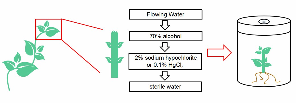 The procedures of establishment of sterile seedling system