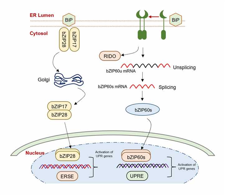 Overview of the pathway for UPR signaling.
