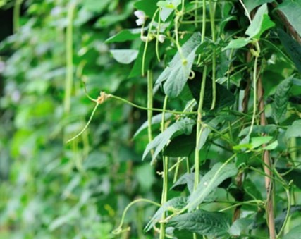 Vigna Unguiculata Transformation