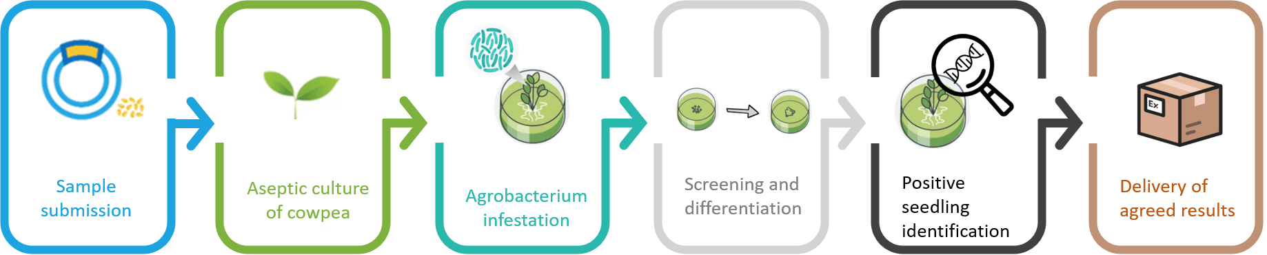 Schematic diagram of the standardized process of cowpea genetic transformation. - Lifeasible